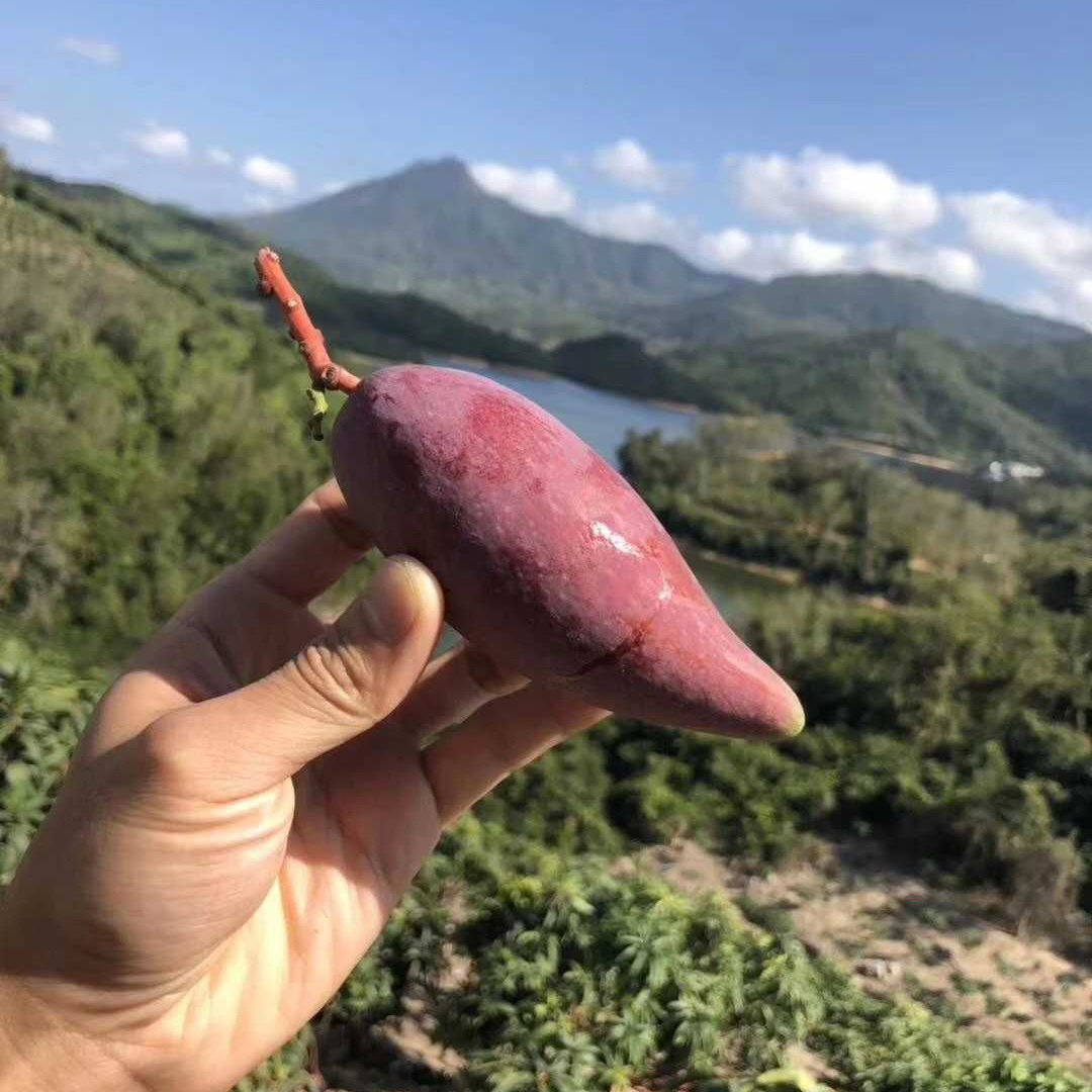海南辣椒芒 牙签芒 手指 芒果 西六可发