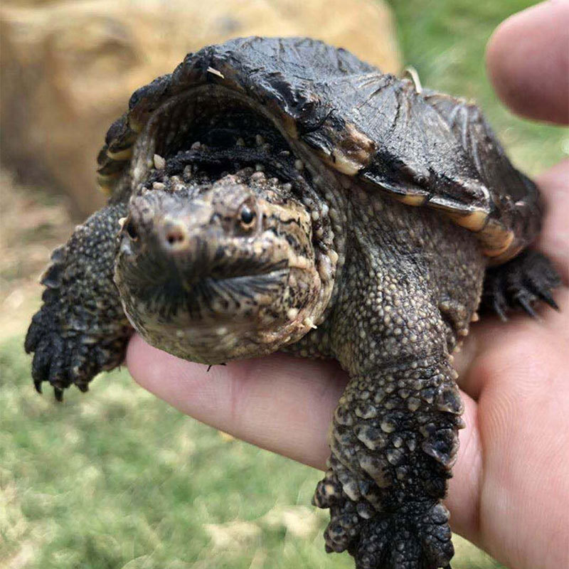 小鳄龟头苗乌龟活体爆刺杂佛鳄龟爆刺纯佛鳄鱼龟苗北美龟活物宠物