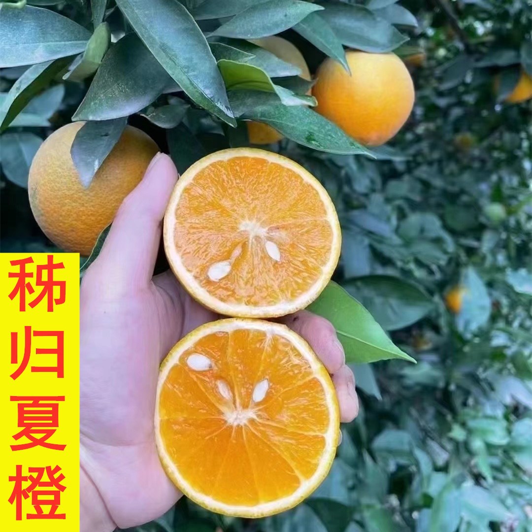榨汁摆摊水果批发秭归夏橙新鲜橙子果园现摘当季多汁二分酸脐橙