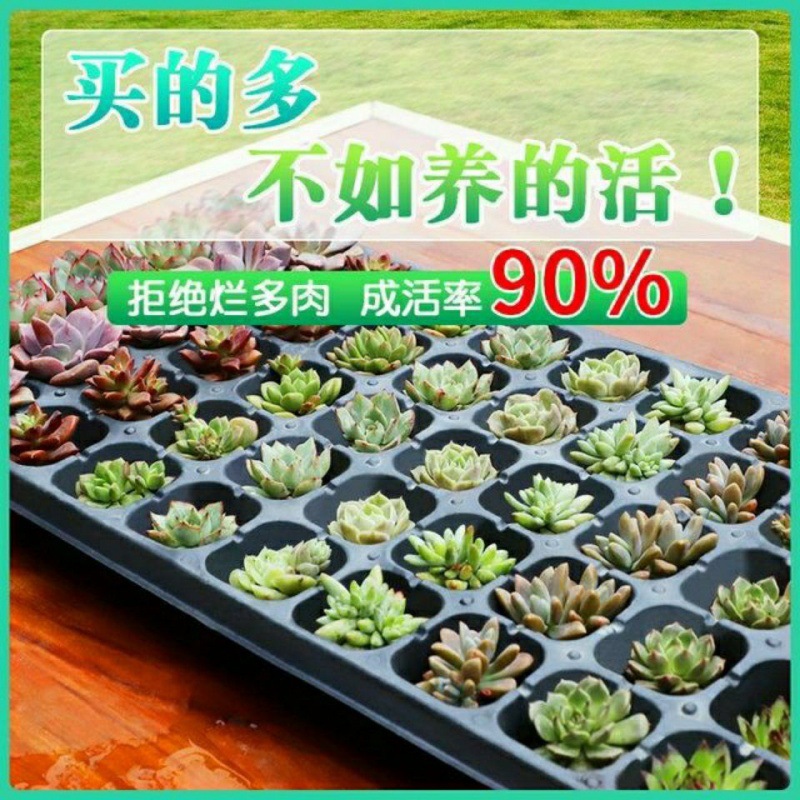 多肉批发植物组合豪华套餐桃蛋绿植花卉园艺一件代发休闲跨境