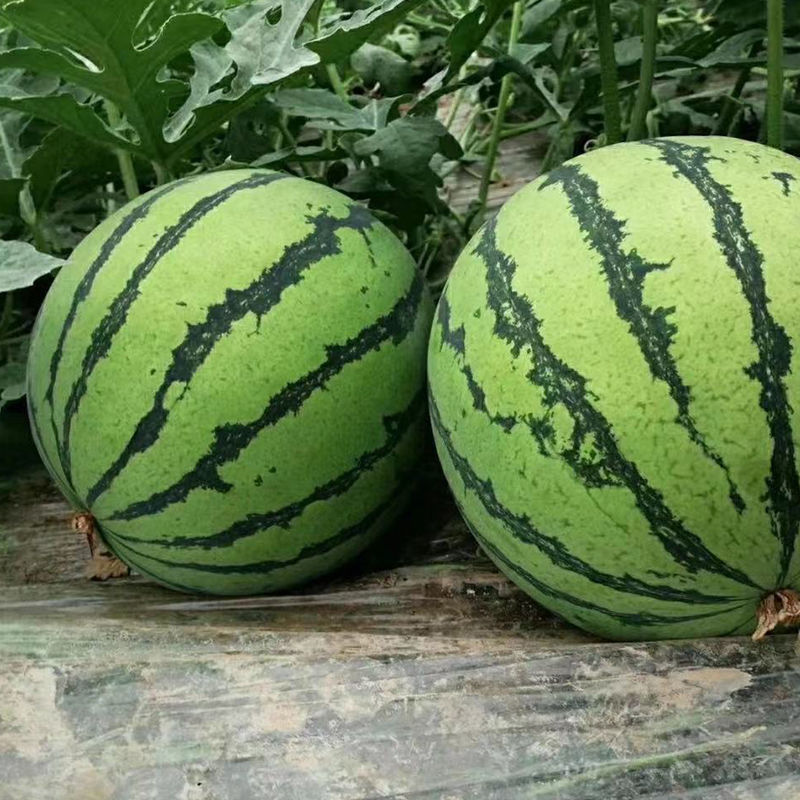 麒麟西瓜批发无籽8424薄皮包熟应季孕妇水果新鲜甜多汁现摘现发