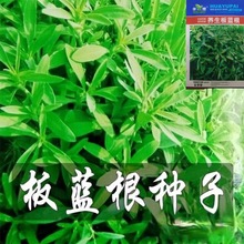 养生板蓝根种子大青叶中药材种籽四季蔬菜食用特色野菜阳台盆栽菜