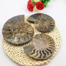 批发天然菊石化石矿物标本切片蜗牛海螺化石装饰