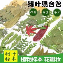 植物标本绿叶材料包组合包真树叶贴花儿童工材料花瓣妆拍摄道具厂