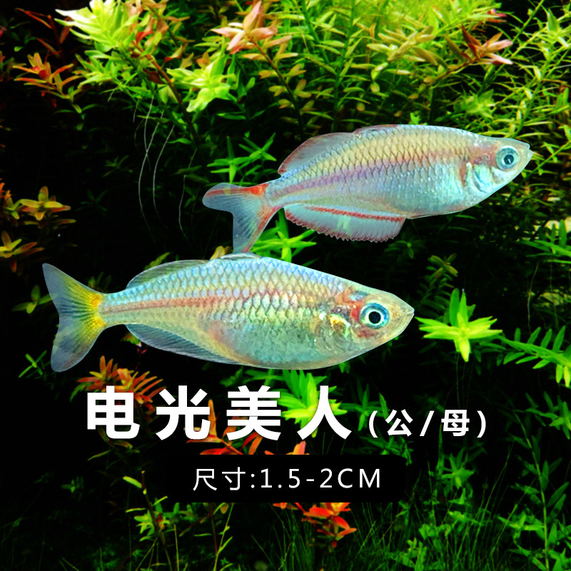 电光美人鱼石美人刚果美人蓝美人电光球热带观赏鱼热带鱼