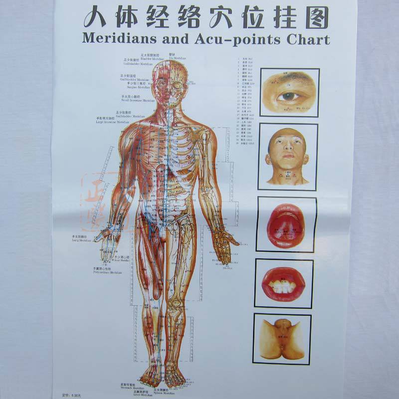 针灸挂图 人体穴位图 1套7张 汉英对照-阿里巴巴