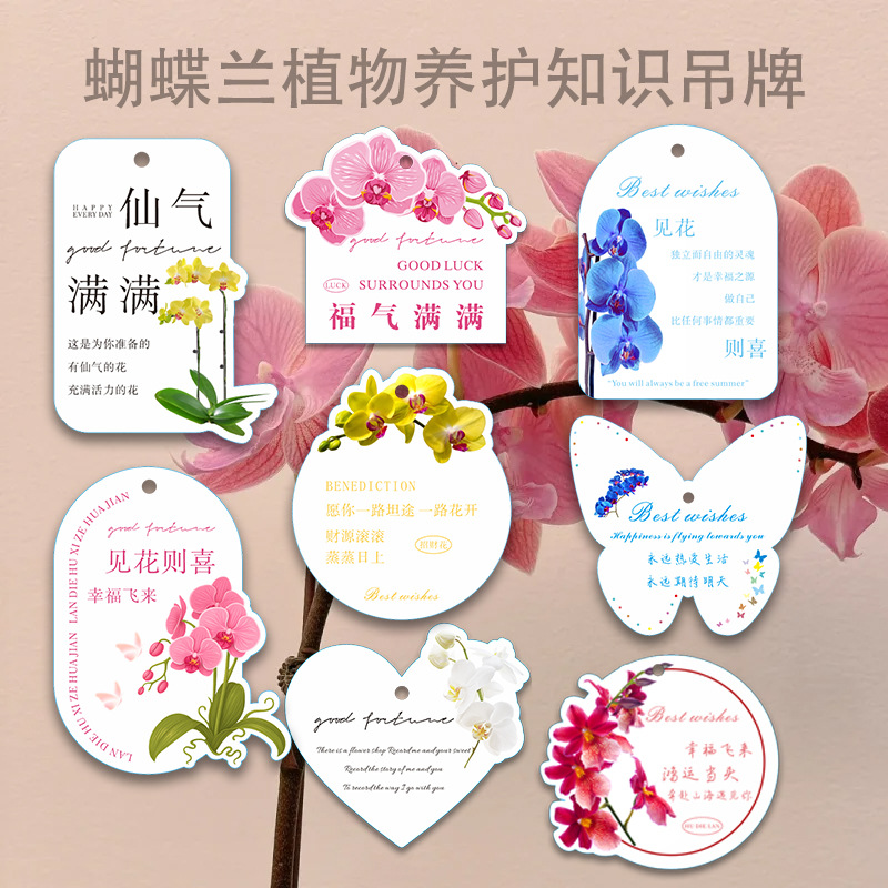 蝴蝶兰盆栽异形卡小众设计日常通用款蝴蝶兰系列养护卡片吊卡吊牌