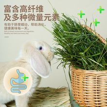 宠尚天提摩西草兔子草荷兰猪饲料龙猫兔粮苜蓿草兔子牧草用品