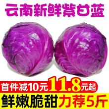 云南新鲜紫甘蓝10斤农家现摘卷心菜沙拉椰菜紫包菜批发蔬菜包邮