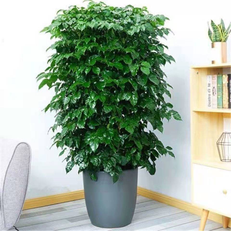 幸福树盆栽大棵特大号客厅平安树绿植绿宝植物四季常青开业乔迁跨