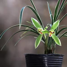 浓香兰花苗 春兰 宋梅 老八种 荷瓣阳台花卉植物兰花盆栽
