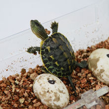 儿童网红玩具套装活物孵化器孵化乌龟蛋龟巴西龟乌龟蛋可孵化