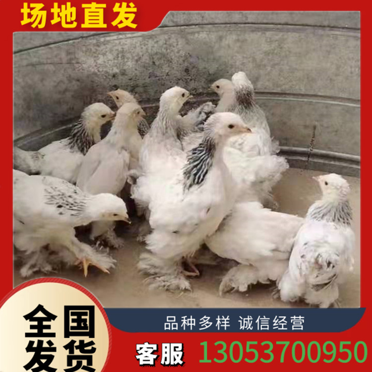 出售元宝鸡