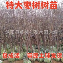 枣树活苗嫁接特大冬枣冰糖金丝蟠枣南北方带土球种植庭院盆栽果树