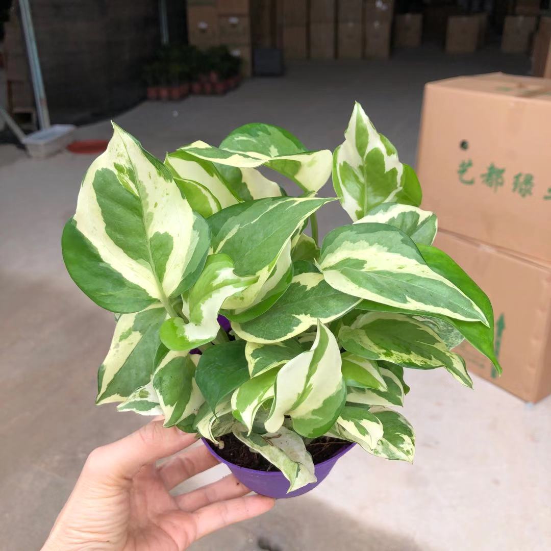 广州批发 110白金葛绿植盆栽客厅窗台办公室空间美化摆设好养易活