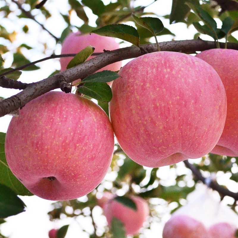 嫁接红富士苹果树果苗南北方种盆栽地栽苗庭院矮化苹果树结果苗
