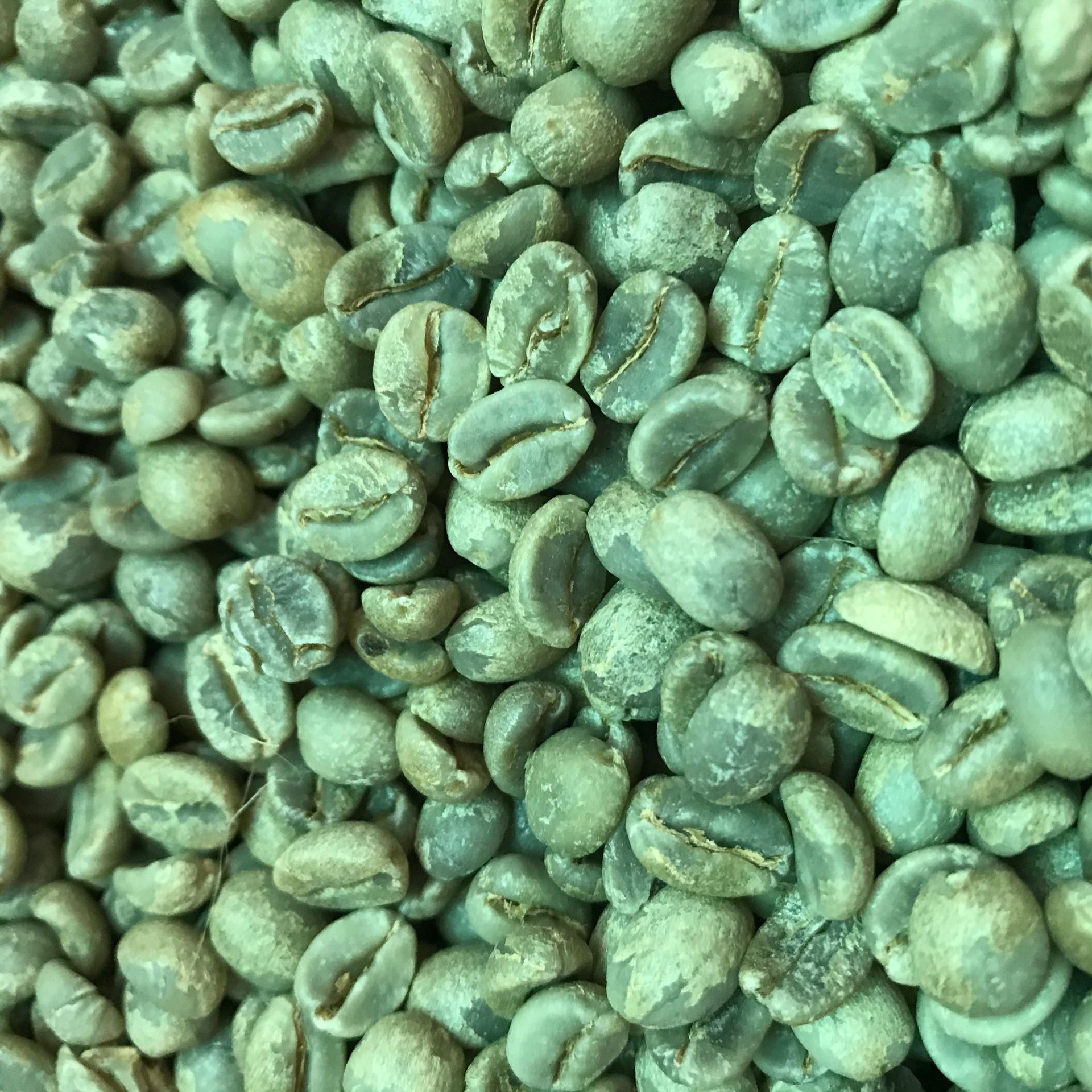 云南咖啡生豆蜜处理咖啡豆云南17目aa当季新豆云南阿拉比卡咖啡豆
