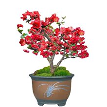 秋海棠一物一拍多品种海棠花火棘海棠盆景各种耐寒海棠独立站