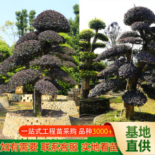 湖南苗圃基地造型红花继木 胸径12-40cm庭院花卉绿化红花继木桩景