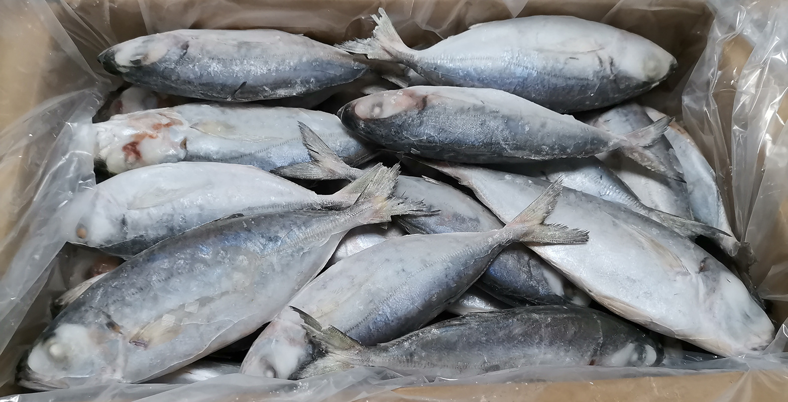 冷冻食品金绳海鱼灯光船冻改单冻品40-50条/箱金蝇鱼海捕速冷冻货