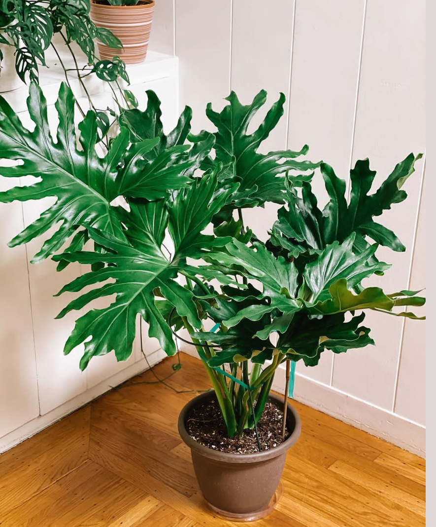 春羽盆栽春雨龙鳞室内办公客厅书房观叶大型绿植花卉净化空气植物