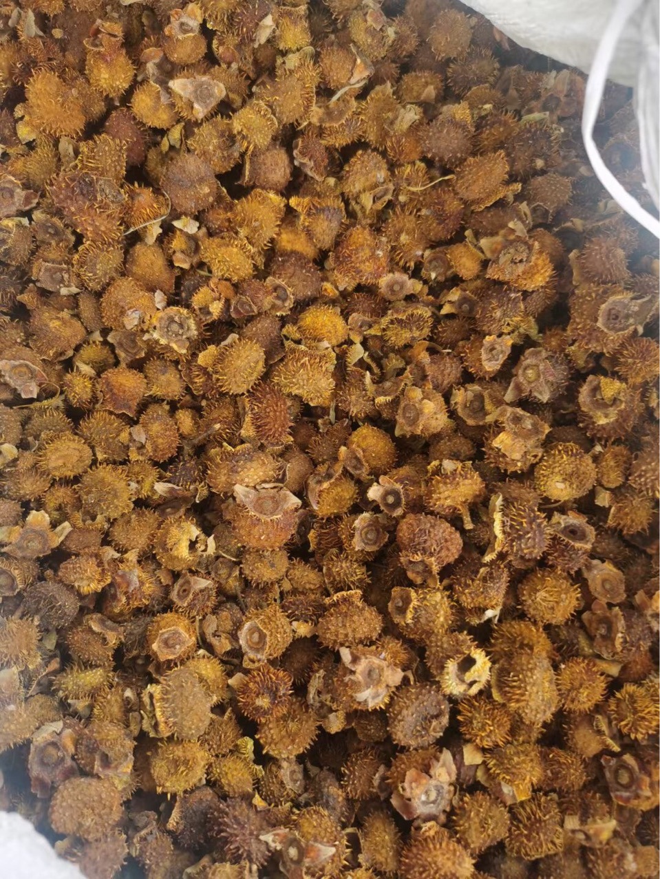 刺梨批发新货 刺果茶藨子醋栗 欧洲醋栗 圆醋栗车 各种中药材大货