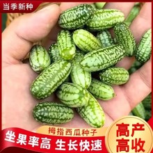 【仅30单】拇指西瓜种子小西瓜迷你四季阳台种植小拇指西瓜高产生