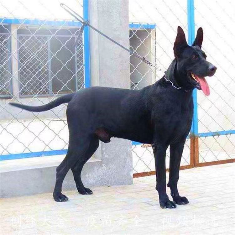 黑狼犬幼犬纯种黑狼犬中华黑狼犬大型猛犬护卫犬黑狼幼