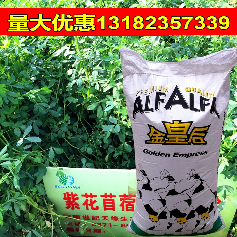 金皇后 紫花苜蓿草种籽 多年生牧草种子四季养殖 兔牛羊鸡鸭鱼草