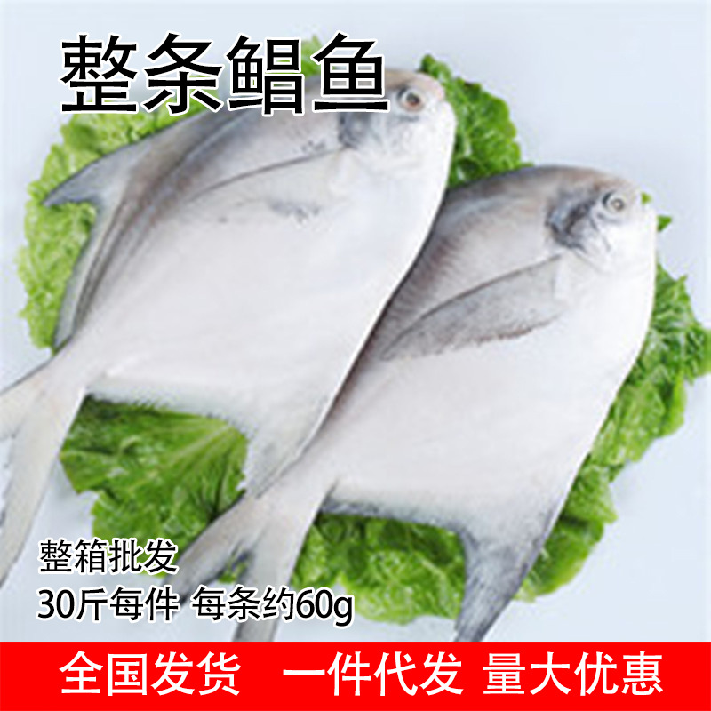 鲳鱼银鲳鱼整箱30斤冷冻平鱼海鱼商用批发大连海鲜-阿里巴巴