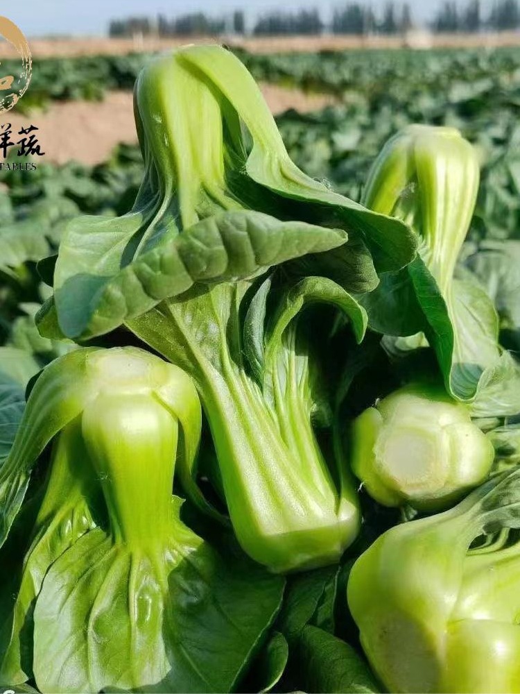 青新鲜农家蔬菜小青菜小油菜宁夏矮脚青仔供港青苗软糯清甜-阿里巴巴