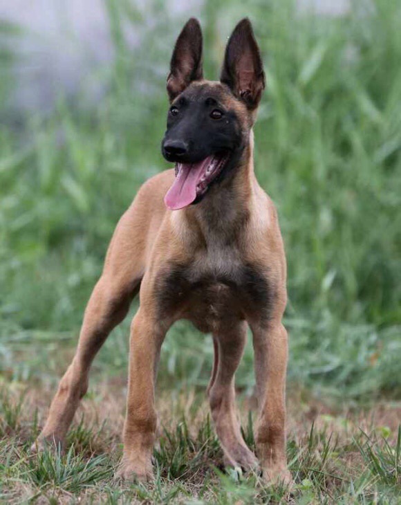 出售好红马犬幼犬活体 比利时牧羊犬军警犬3个月红马犬多少钱一条