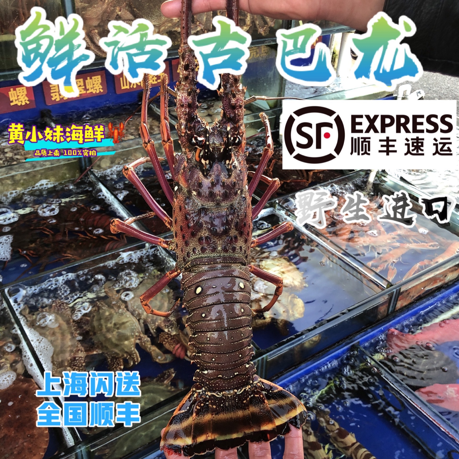 鲜活发货进口古巴龙野生花虾海捕澳洲龙虾大青龙1.3斤/只-阿里巴巴