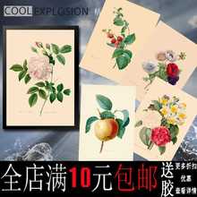 包邮植物花花卉图谱海报寝室书房客厅花店装饰画相框墙画壁画挂