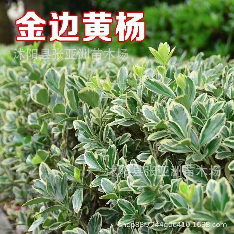 批发金边黄杨苗绿化小苗黄杨小苗金边黄杨球工程苗现货充足-阿里巴巴