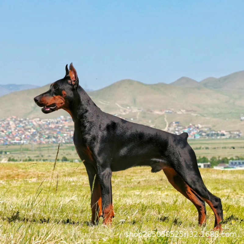 德系杜宾幼犬活物 大型犬双血统杜宾犬 以立耳朵黑色杜宾红色杜宾