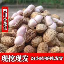 23年新鲜湿花生现挖现发泥花生带壳生花生农家粉皮红皮水煮小花生