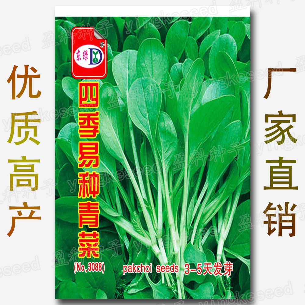 花店引流用种子批发约200粒四季易种青菜种籽 速生高发芽率差评少