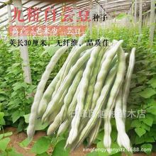 厂家一件代发摘不败九粒白芸豆种种子高产早熟豆角菜籽四季