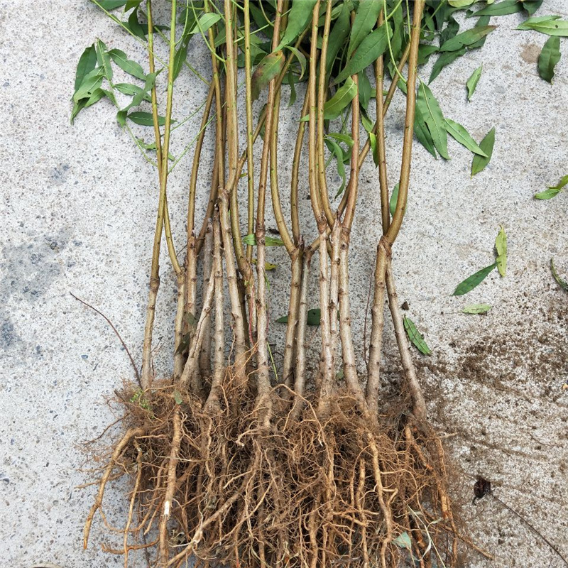 锦绣黄桃树苗基地现挖现卖 适合南北方种植嫁接黄桃树苗量大从优