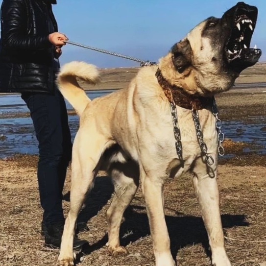牧羊护卫犬纯种坎高犬幼犬坎高犬活体斗犬土耳其巨型坎高犬-阿里巴巴