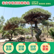 四季常青绿化耐寒盆景行道树松树树苗基地5-20公分工程绿化松树