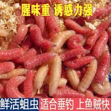 红蛆虫活虫苍蝇宝宝鱼饵钓鱼活体饵肉蛆鲫鱼溪鱼钓饵牙子红虫白蛆