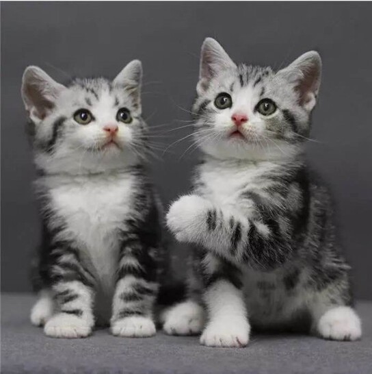 0成交0件曹县爱利养殖有限公司3年相似曼基康短腿猫矮脚蓝白猫美短加