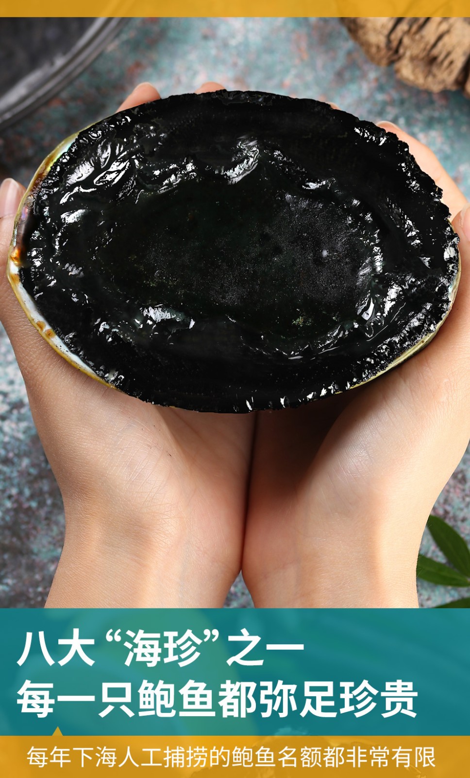冷冻活冻澳洲鲍鱼鲜活澳鲍澳大利亚特大黑边鲍鱼新西兰黑金鲍鱼