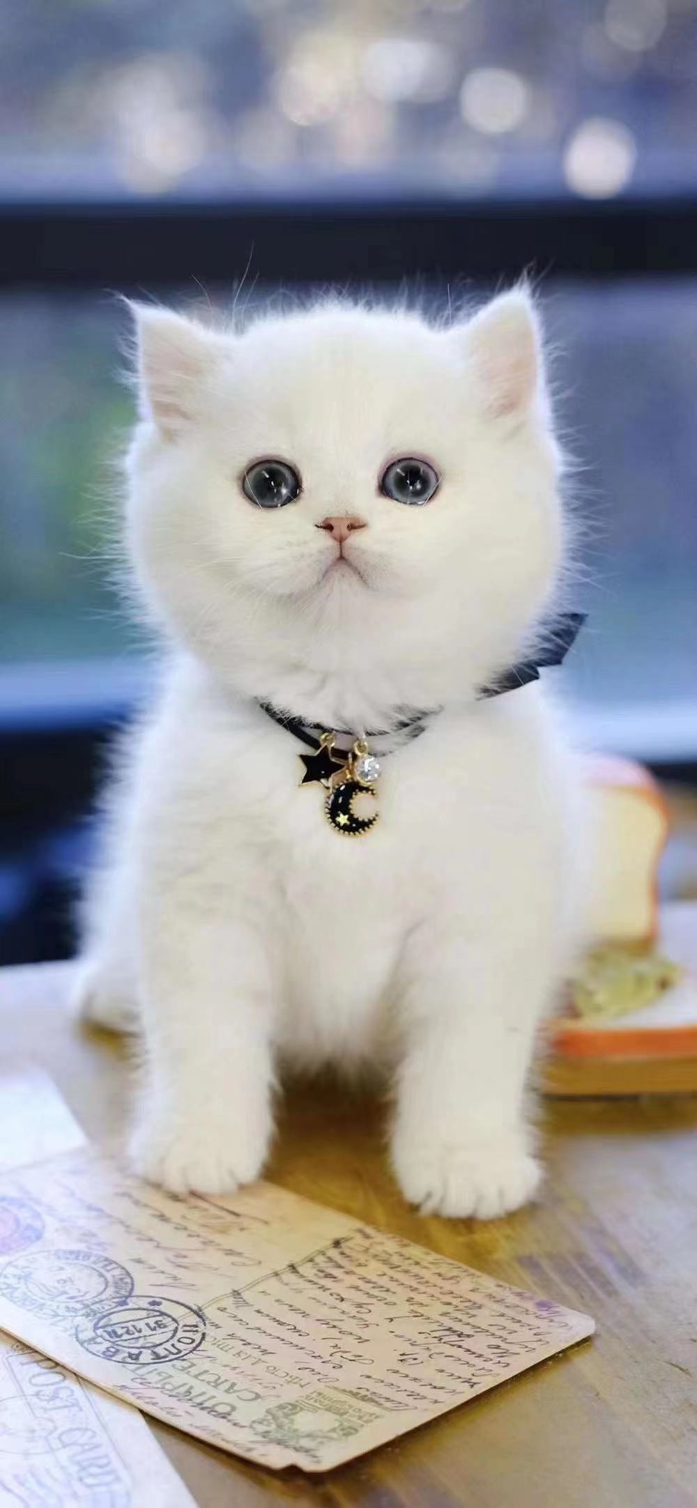 银渐层英短猫英国短毛猫折耳猫猫咪活物宠物猫幼崽活体纯种小奶猫