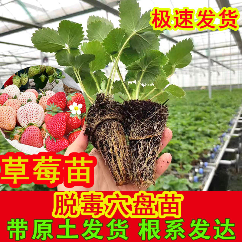 草莓苗四季种植盆栽奶油草莓苗南方室内四季结果盆栽爬藤果树苗