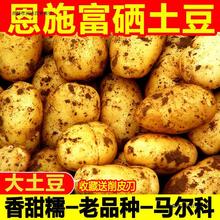 大土豆10斤恩施富硒农家自种新鲜黄心洋芋高山马铃薯马尔科老品种