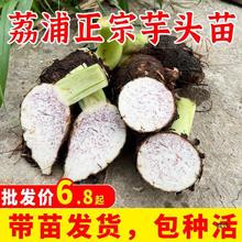 广西荔浦新鲜芋头种植苗槟榔香芋苗现挖蔬菜农家有机种子植、有大