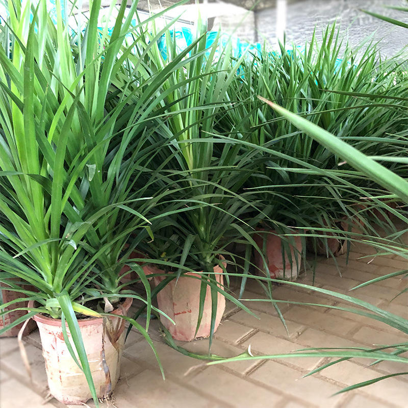 龙须树盆栽 龙血树 山海带 龙须铁 室内外庭院耐阴绿化花卉 绿植